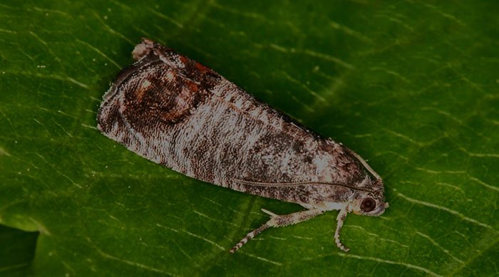 Ochrona jabłoni