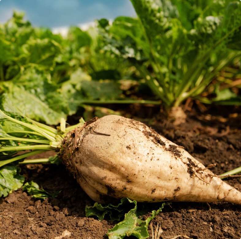 Stosowanie Coragen® 200 SC