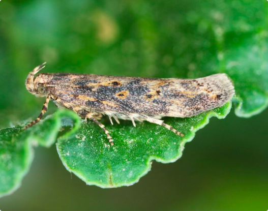 Śmietka kapuściana