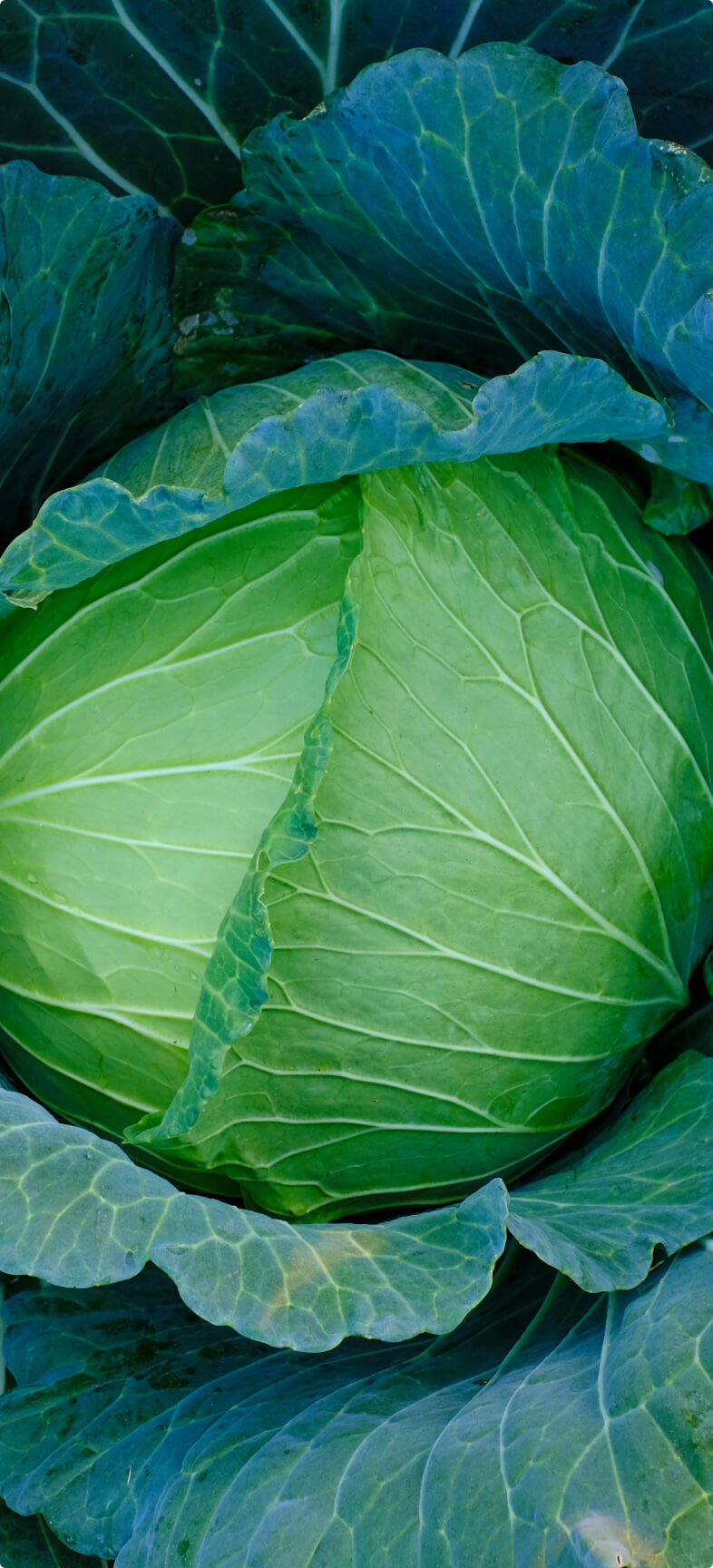 Stosowanie Coragen® 200 SC